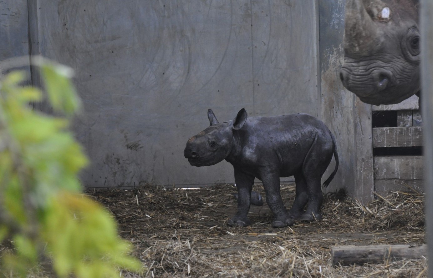 Critically Endangered Black Rhino Calf Born At Flamingo Land